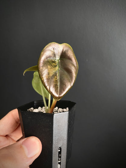 Alocasia Cuprea latte variegated | 5 cm pot