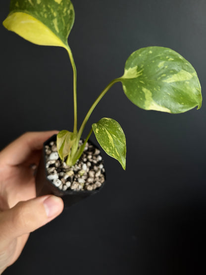 Monstera Deliciosa Electrolyte | 5 cm pot [B]