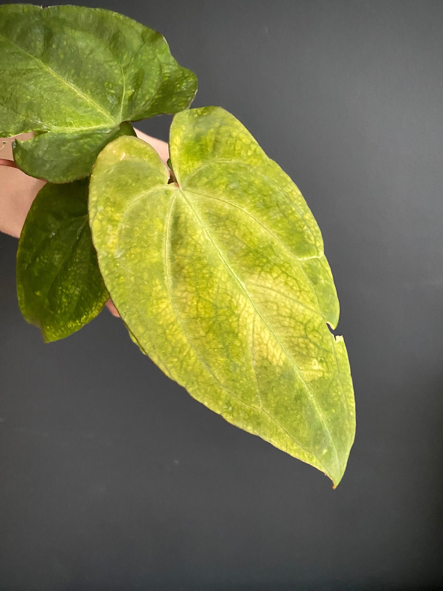 Anthurium RVDP (self) mint variegated | 7 cm pot