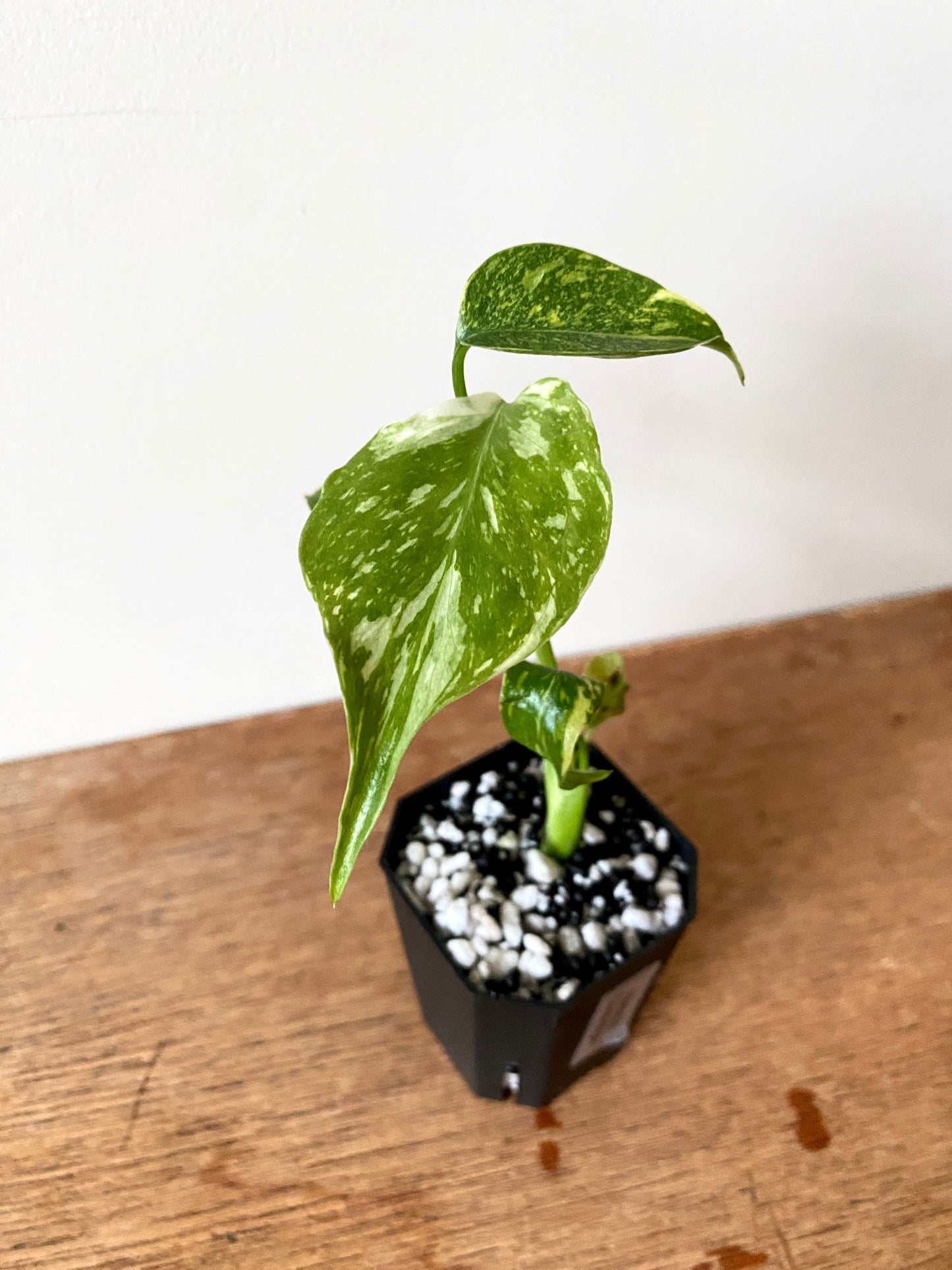Monstera Deliciosa Electrolyte | 5 cm pot [A]