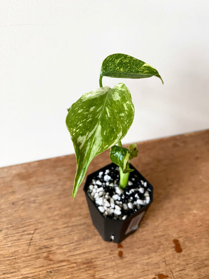 Monstera Deliciosa Electrolyte | 5 cm pot [A]