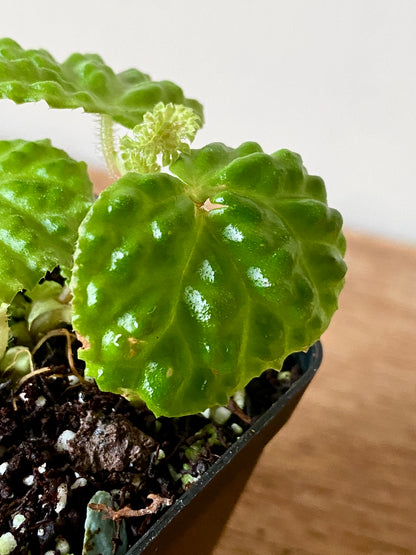 Begonia Dracopelta | 6 cm pot