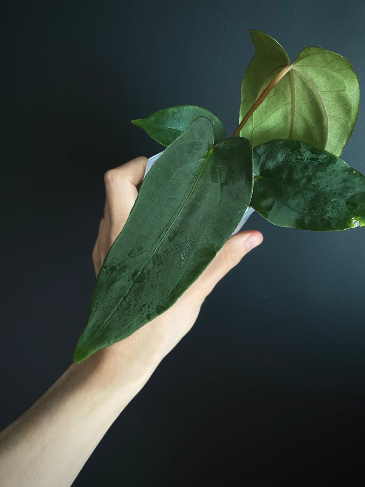 Anthurium Papillilaminum (Ree Gardens x RL) X RLFS | 7 cm pot [A]
