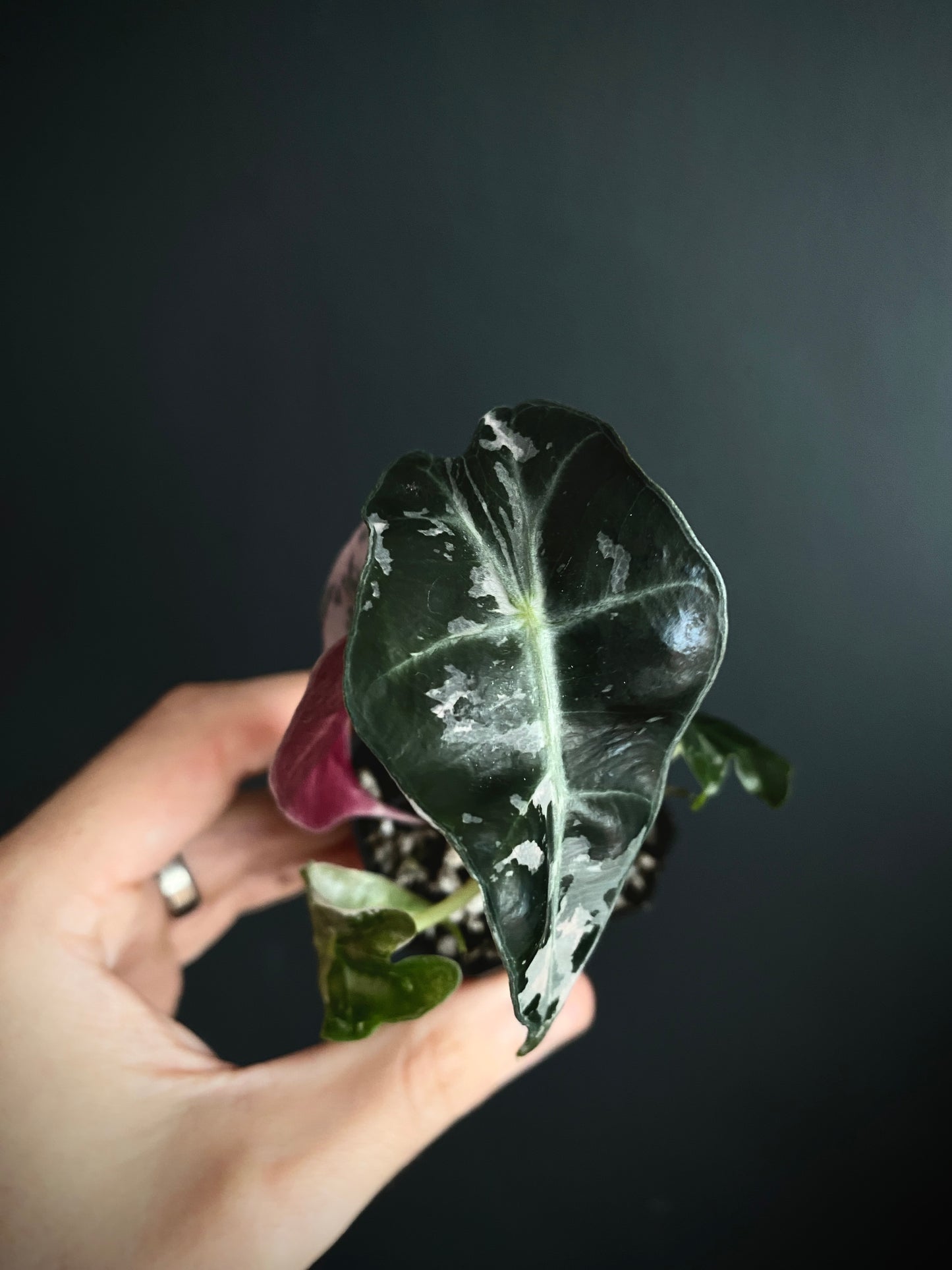 Alocasia Polly Pink variegated | 5 cm pot [B]