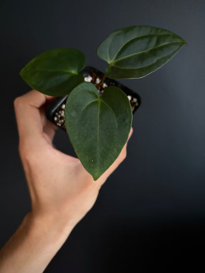 Anthurium (Guna Yala x Carlablackiae) X Carlablackiae RA10 S1 | 6 cm pot [A]