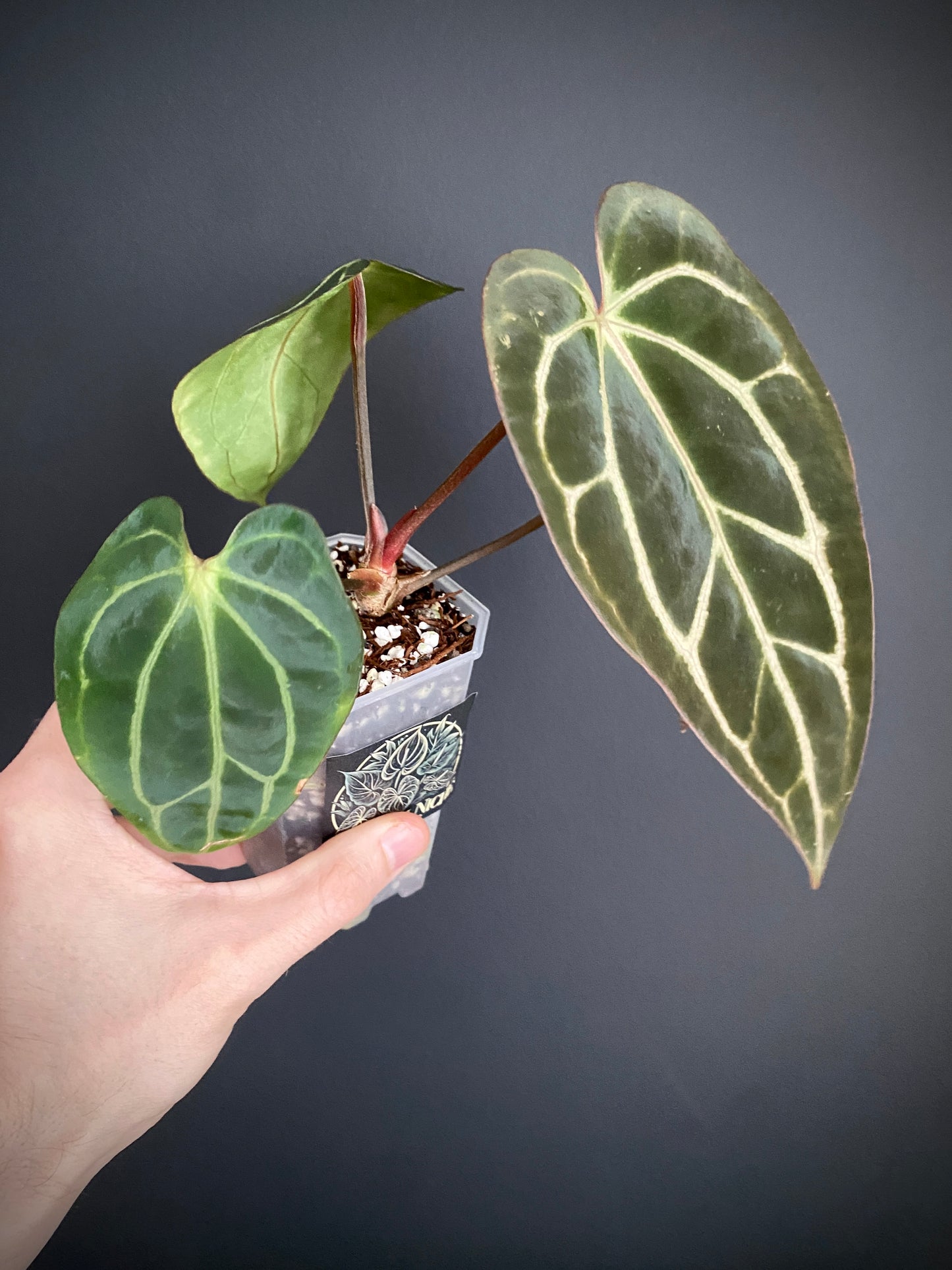 Anthurium Carlablackiae RA5xRA10 S1 | 7 cm pot