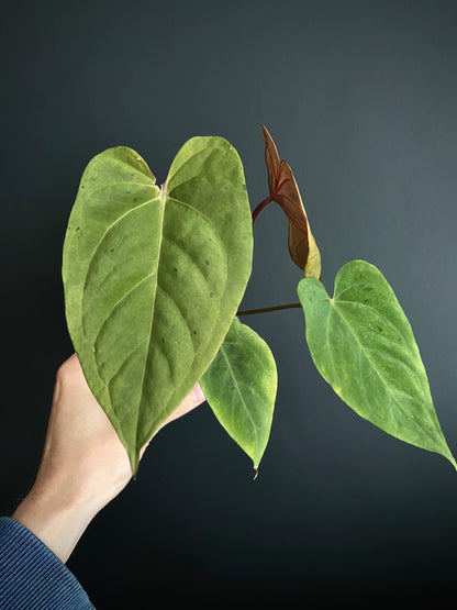 Anthurium Blue Papillilaminum hybrid mint variegated | 7 cm pot
