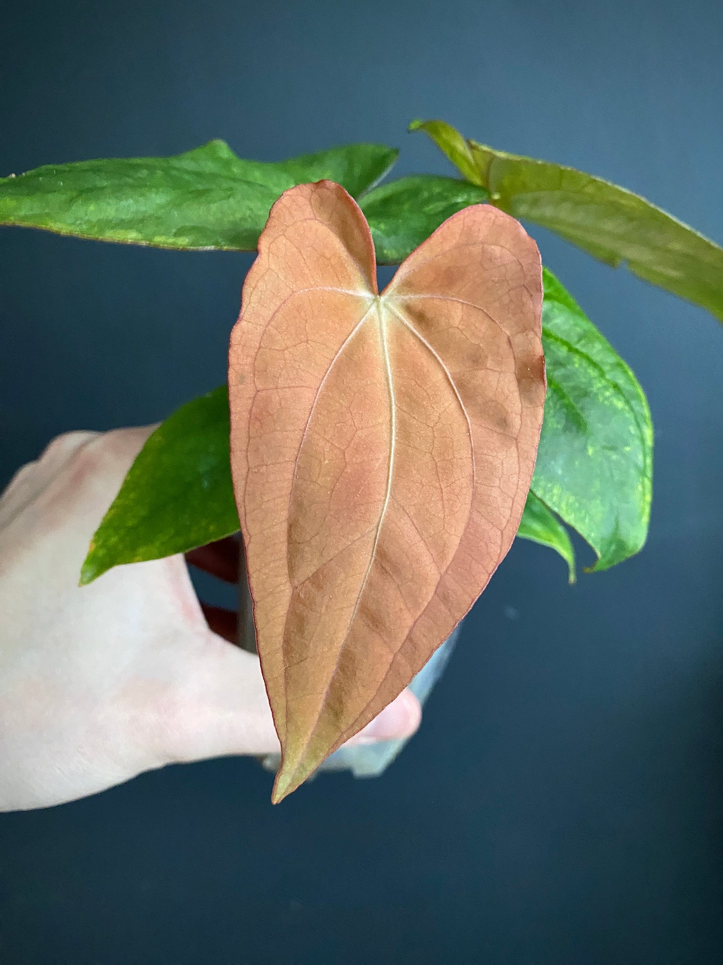 Anthurium RVDP (self) mint variegated | 7 cm pot