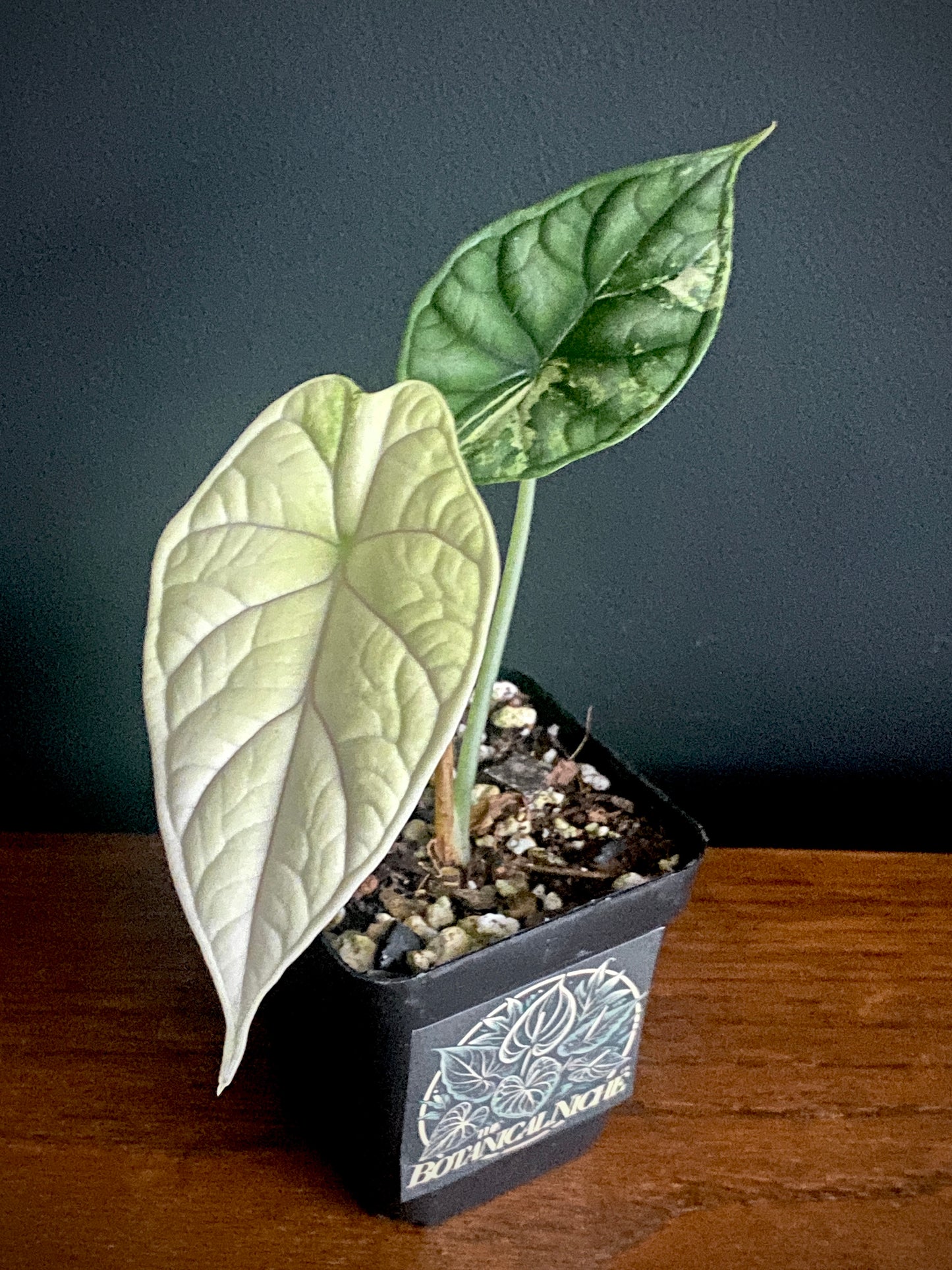 Alocasia Dragonscale Albo variegata | 7 cm pot (C)
