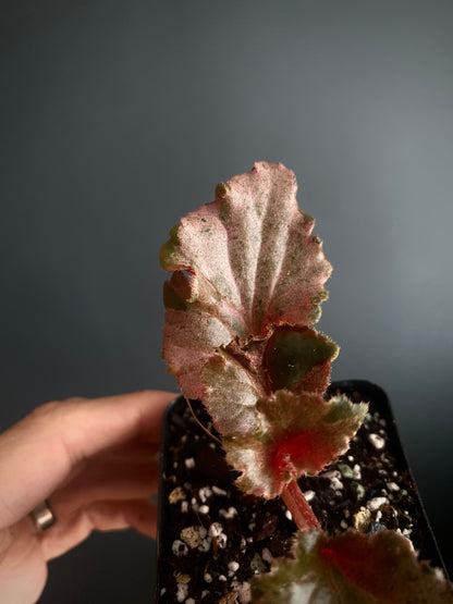 Begonia Cucullata Pink variegated | 6 cm pot