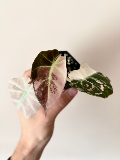 Alocasia Black Velvet Pink variegata | 5 cm pot