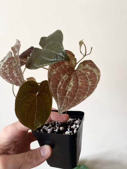 Dioscorea Discolor | 6 cm pot