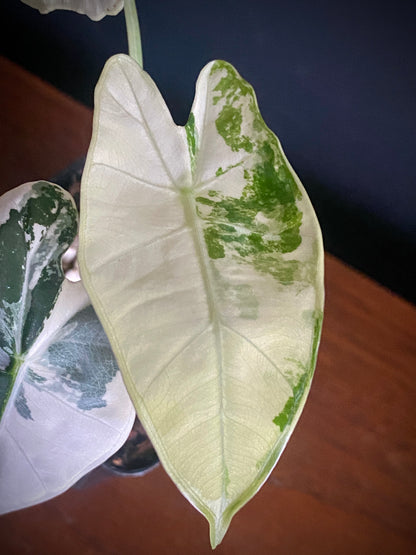 Alocasia Frydek Albo variegated | 7 cm pot