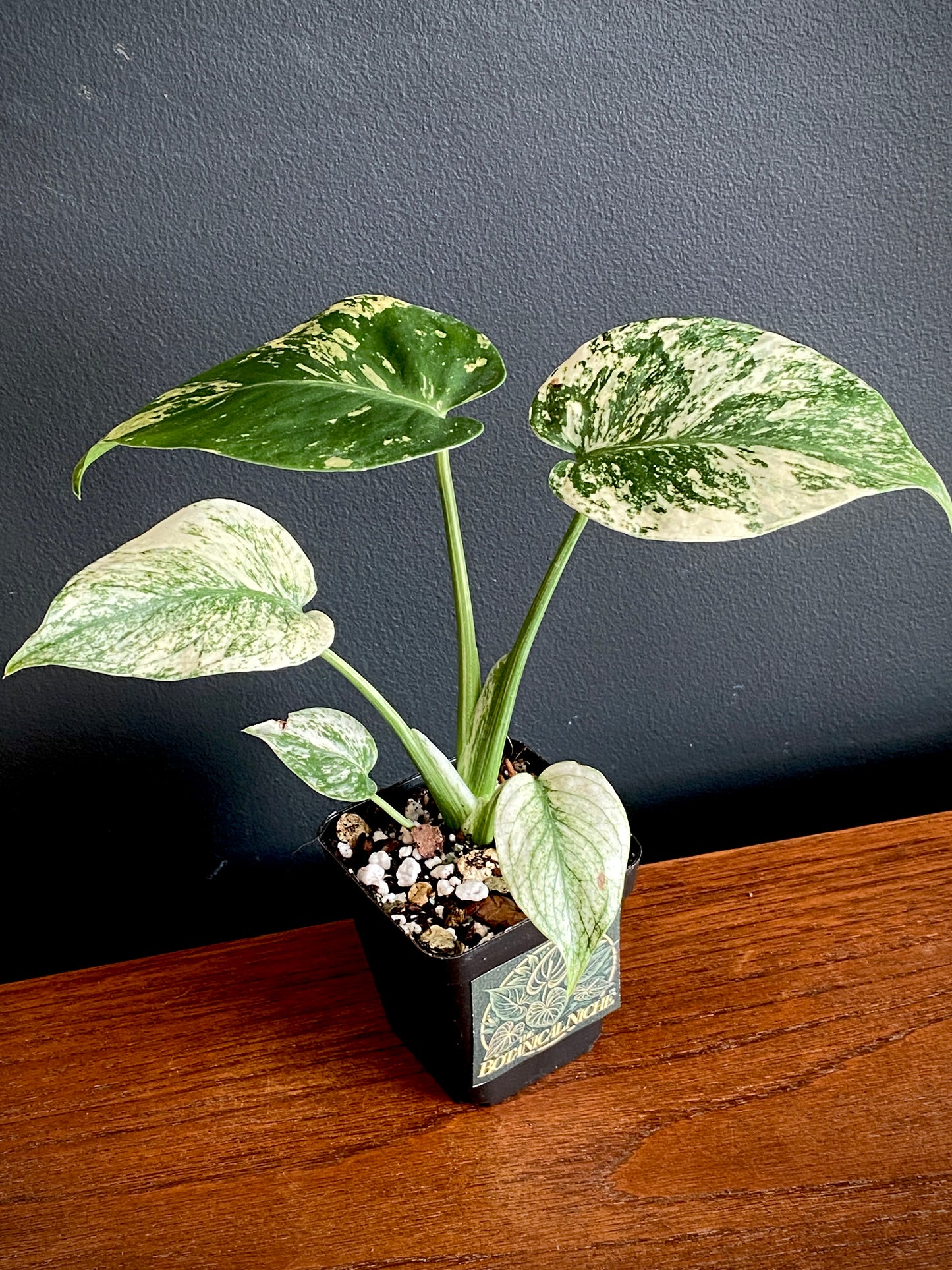 Monstera Deliciosa Mint variegated | 7 cm pot (C)