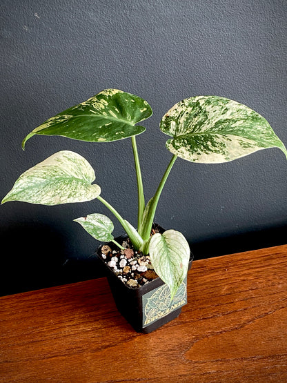 Monstera Deliciosa Mint variegated | 7 cm pot (C)