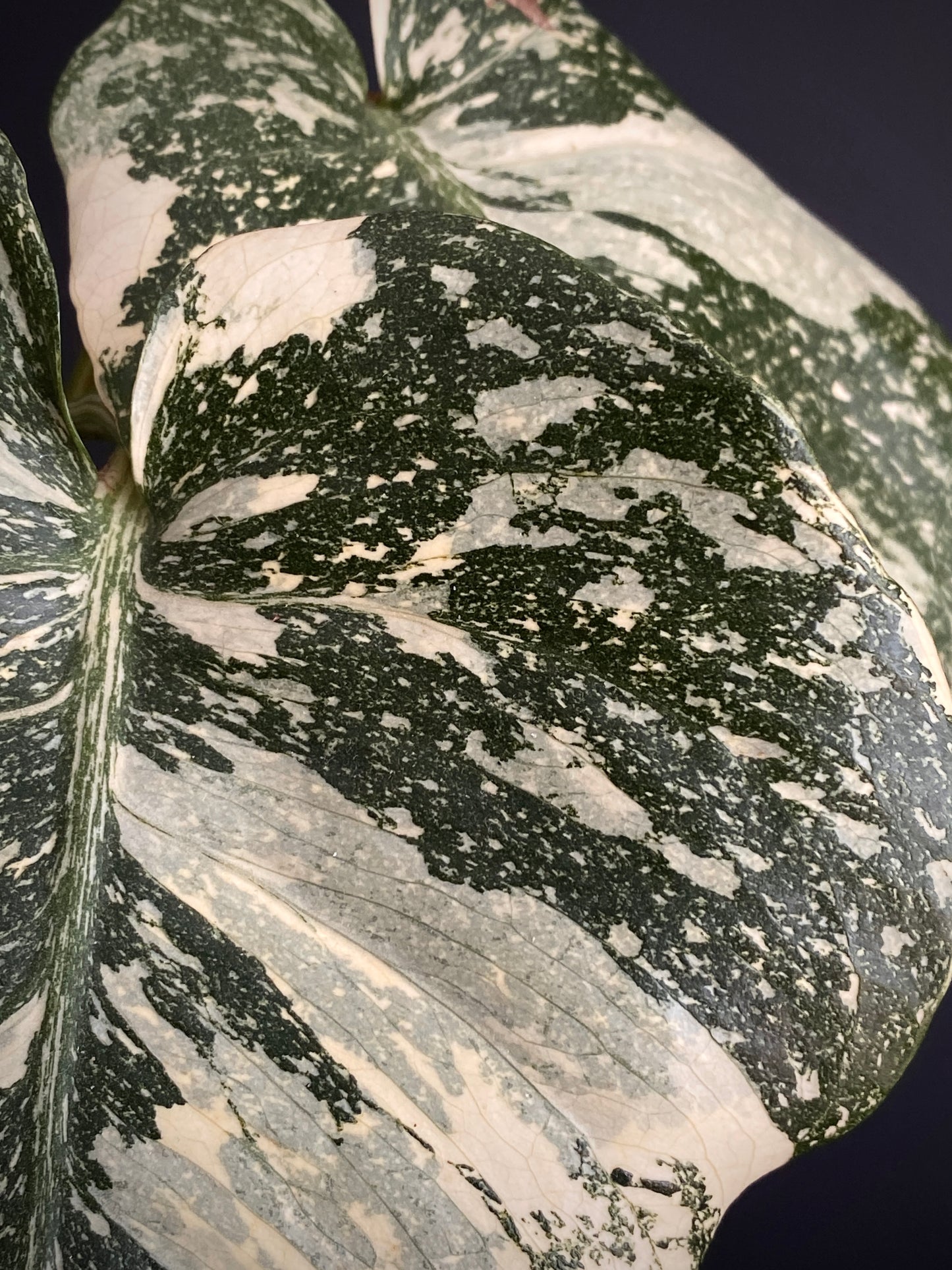 Monstera Deliciosa Crème Brûlée | 12 cm pot