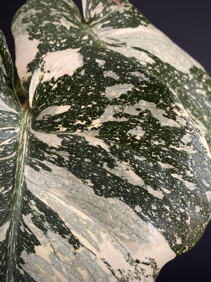 Monstera Deliciosa Crème Brûlée | 12 cm pot