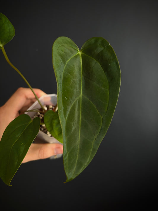 Anthurium Subsignatum (velvety) X Carlablackiae | 7 cm pot [B]
