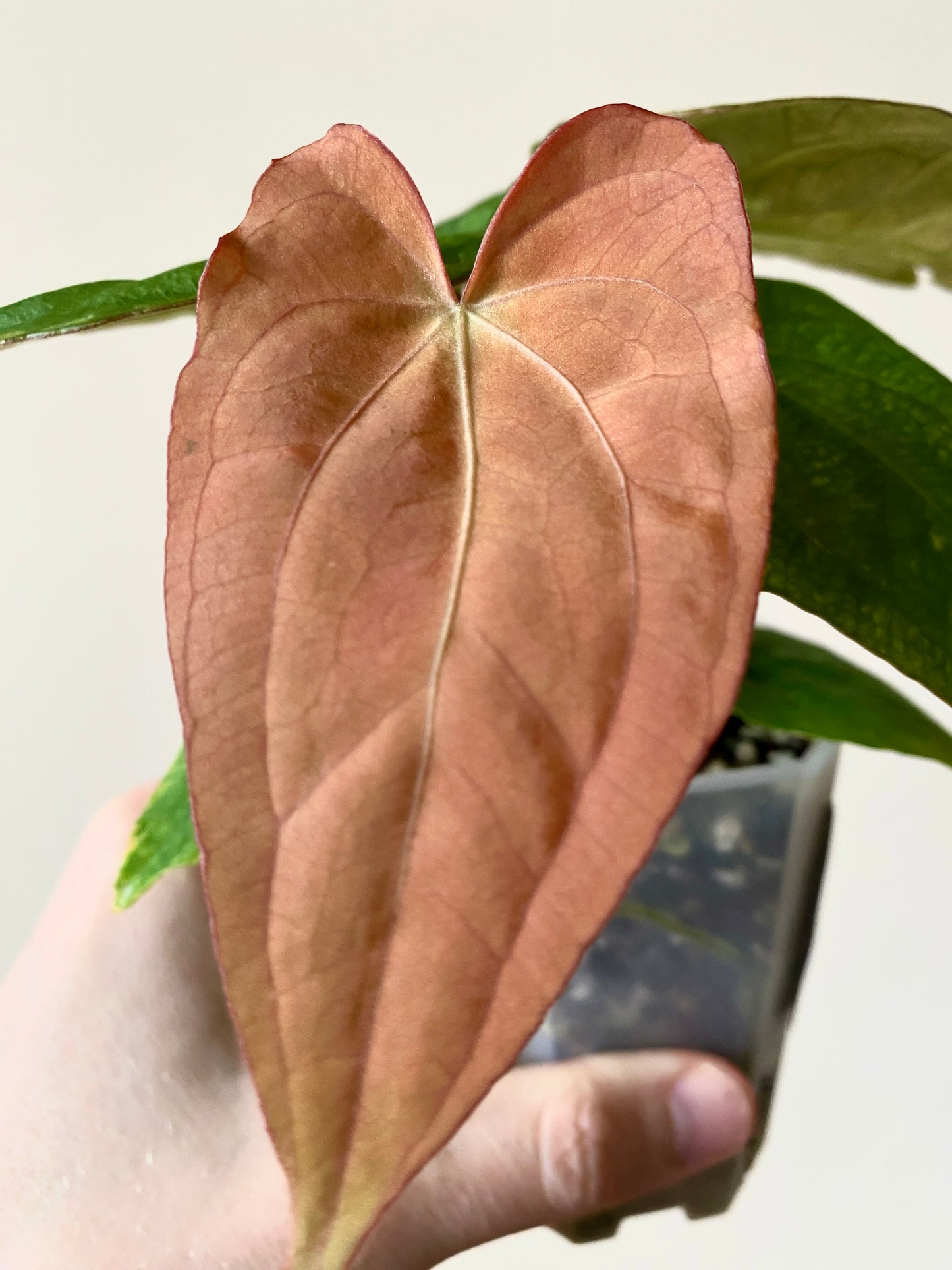 Anthurium RVDP (self) mint variegated | 7 cm pot