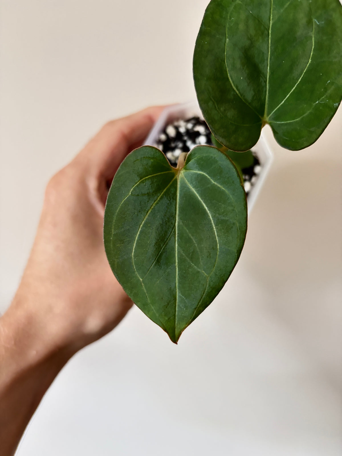 Anthurium King of Spades (KOS/HU) | 7 cm pot