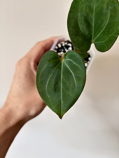 Anthurium King of Spades (KOS/HU) | 7 cm pot
