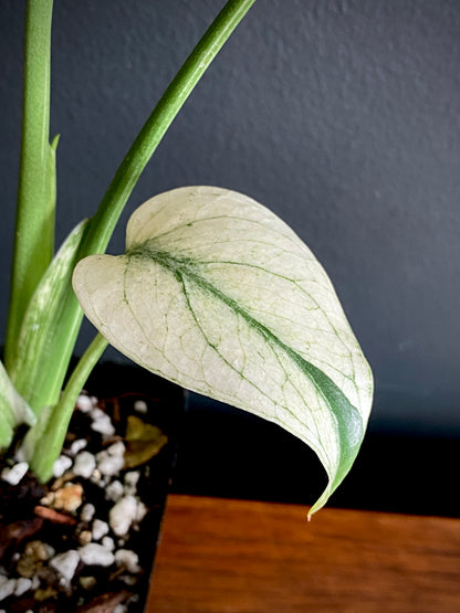 Monstera Deliciosa Mint variegated | 7 cm pot (B)