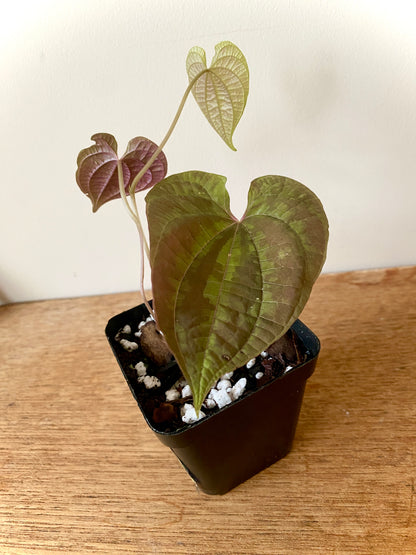 Dioscoria Discolor | 7 cm pot