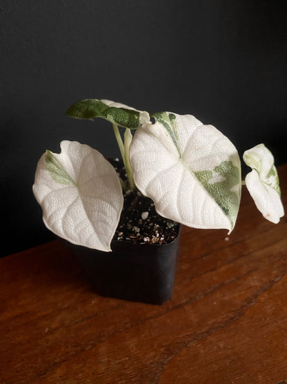 Alocasia Melo Albo variegata | 6 cm pot