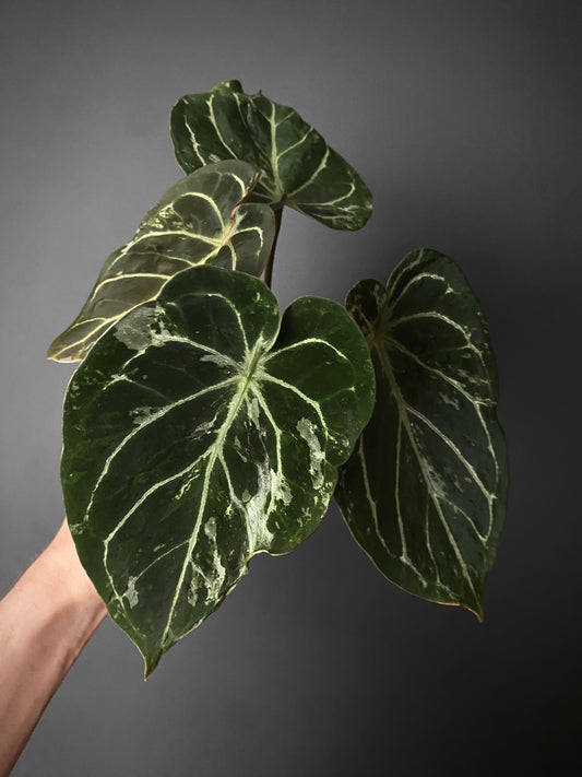 Anthurium Forgetii blister variegated | 7 cm pot