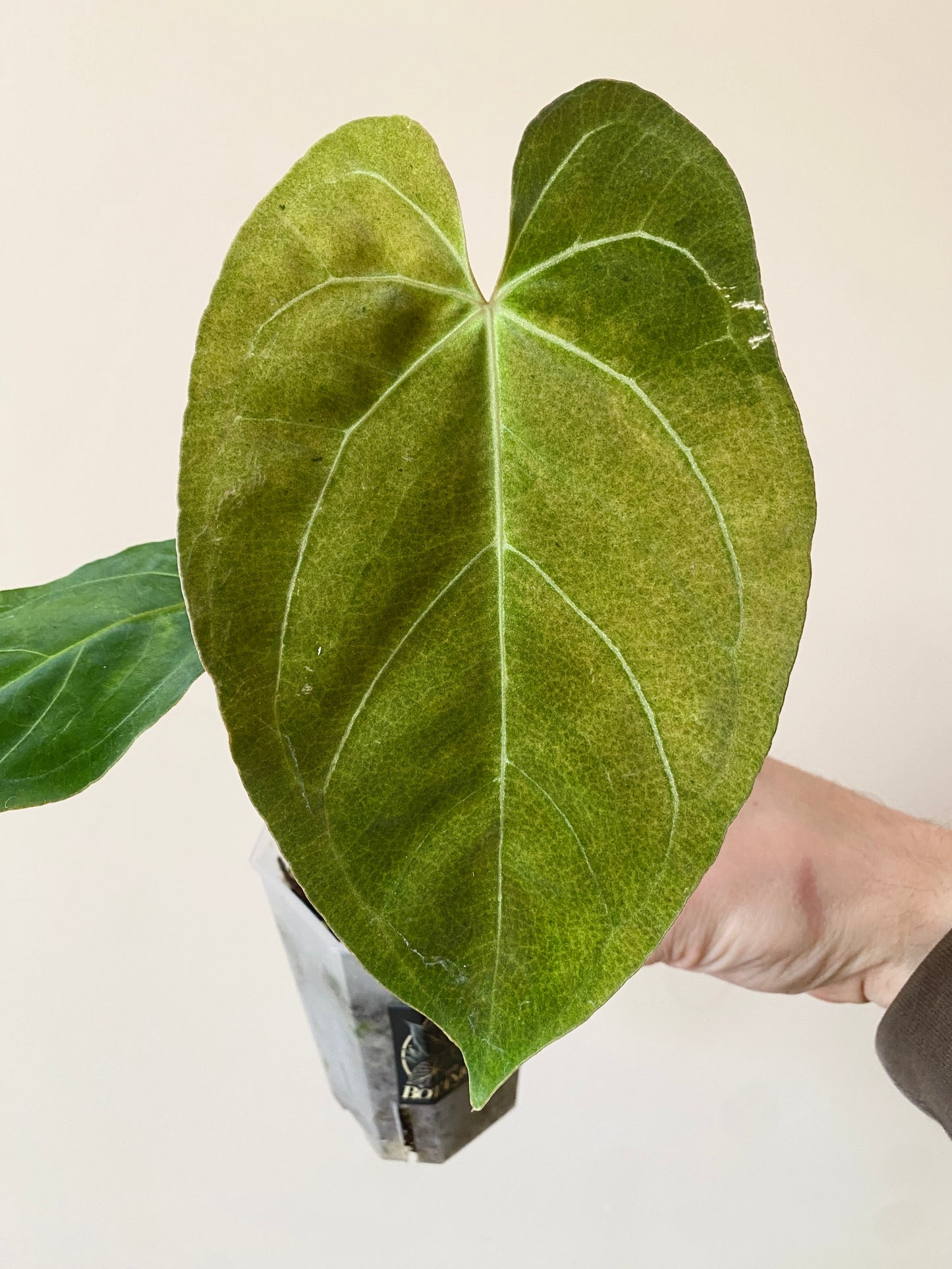 Anthurium X-one X Blue Papillilaminum mint variegated | 7 cm pot