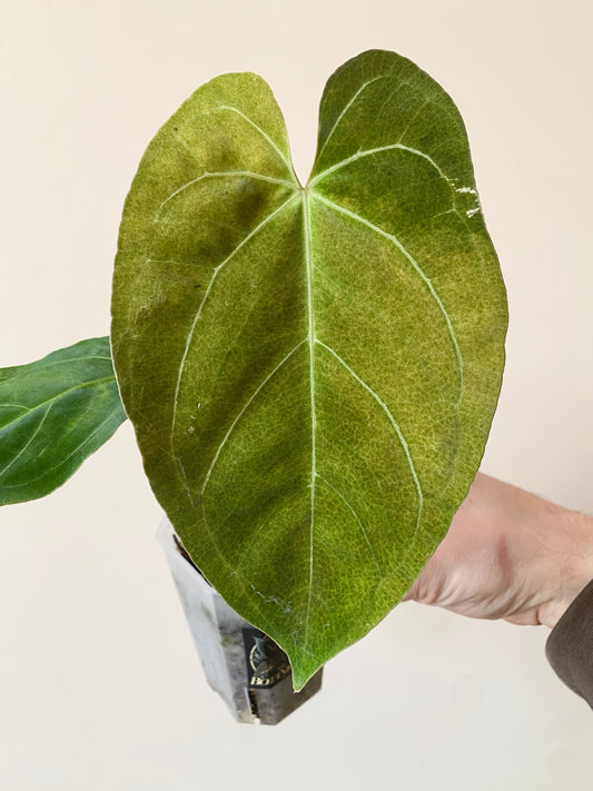 Anthurium X-one X Blue Papillilaminum mint variegated | 7 cm pot
