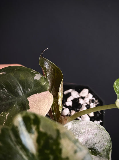 Alocasia Wentii albo/pink variegated | 5 cm pot [A]