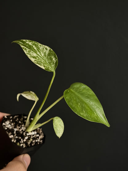 Monstera Star Shadow | 5 cm pot [A]