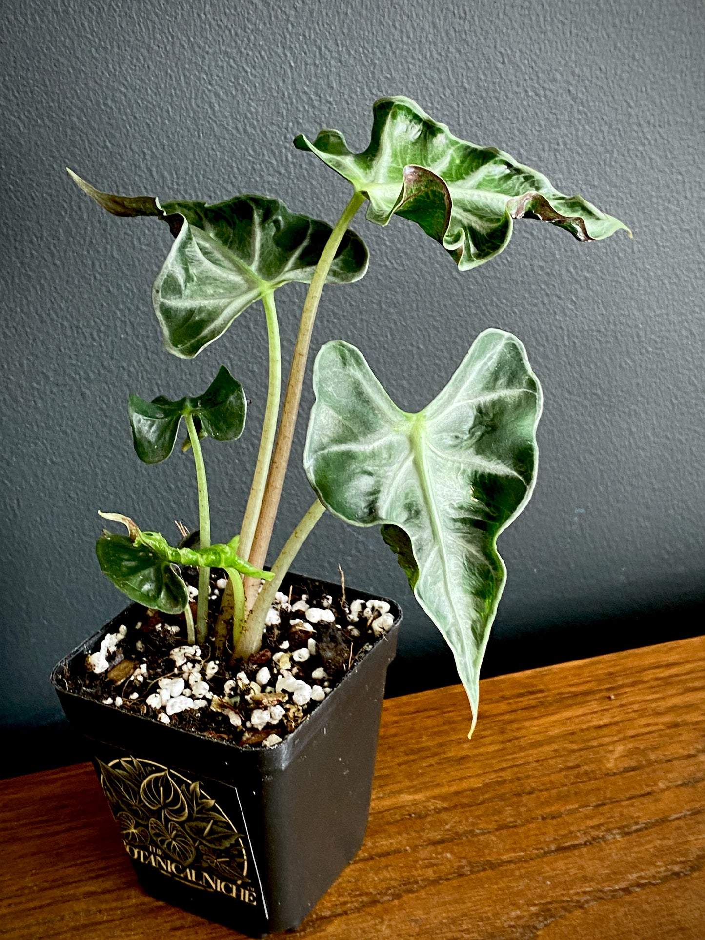 Alocasia Loco | 7 cm pot
