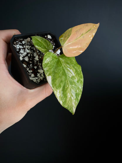 Anthurium Ace of Spaces var X Portillae clone | 7 cm pot [clone B]