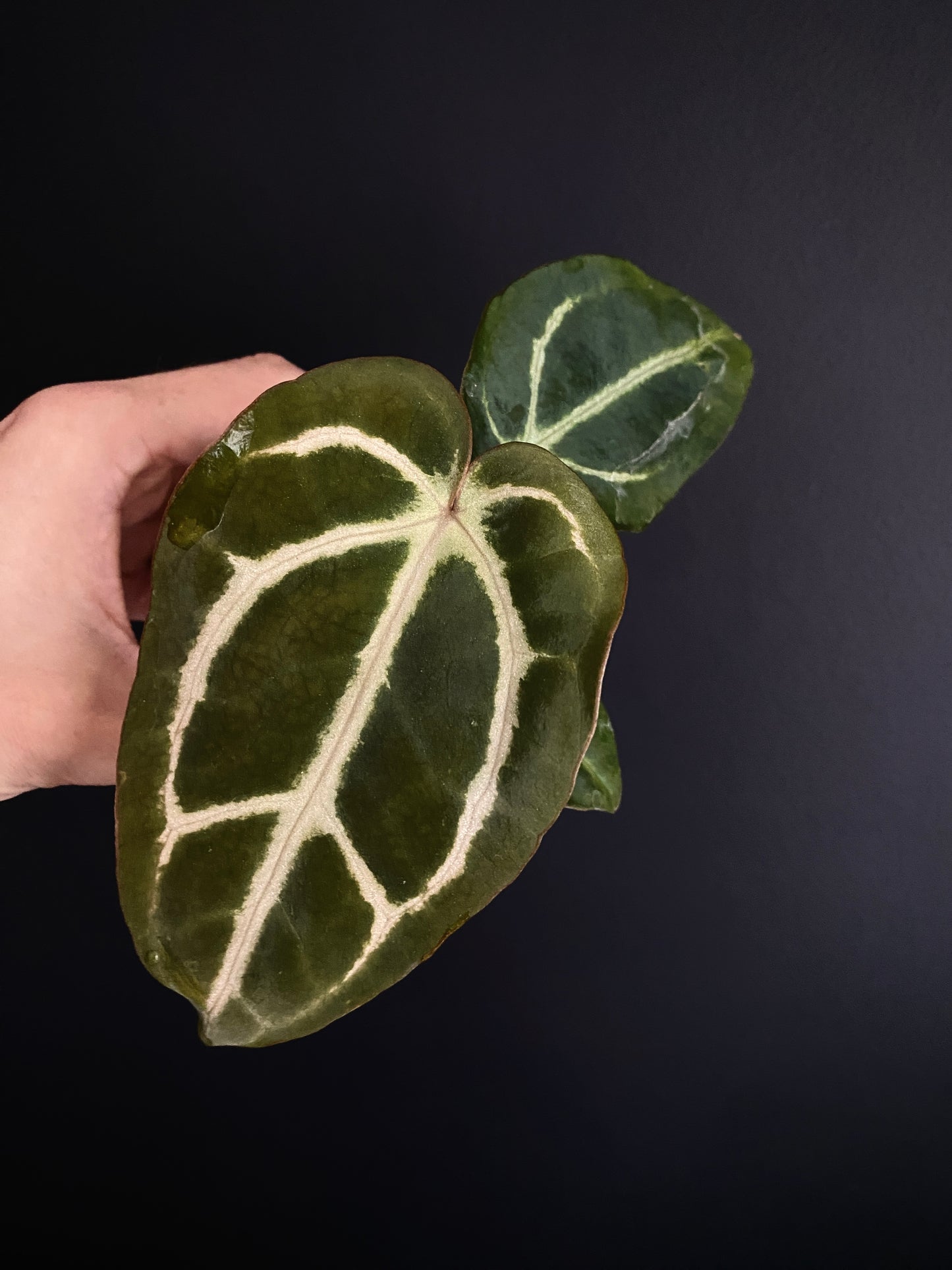 Anthurium Carlablackiae | 7 cm pot [C]