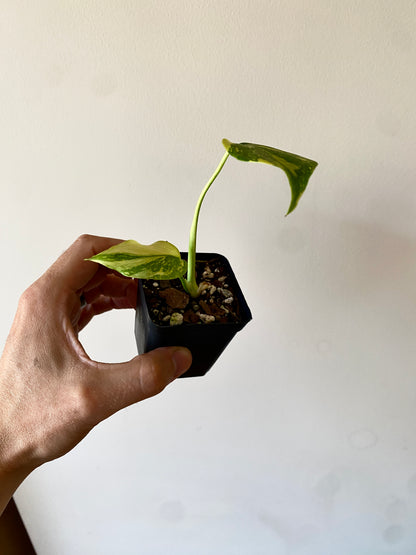 Monstera Deliciosa Electrolyte | 6 cm pot [A]