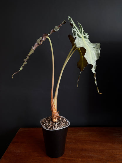 Alocasia Venom (Mature) | 9 cm pot