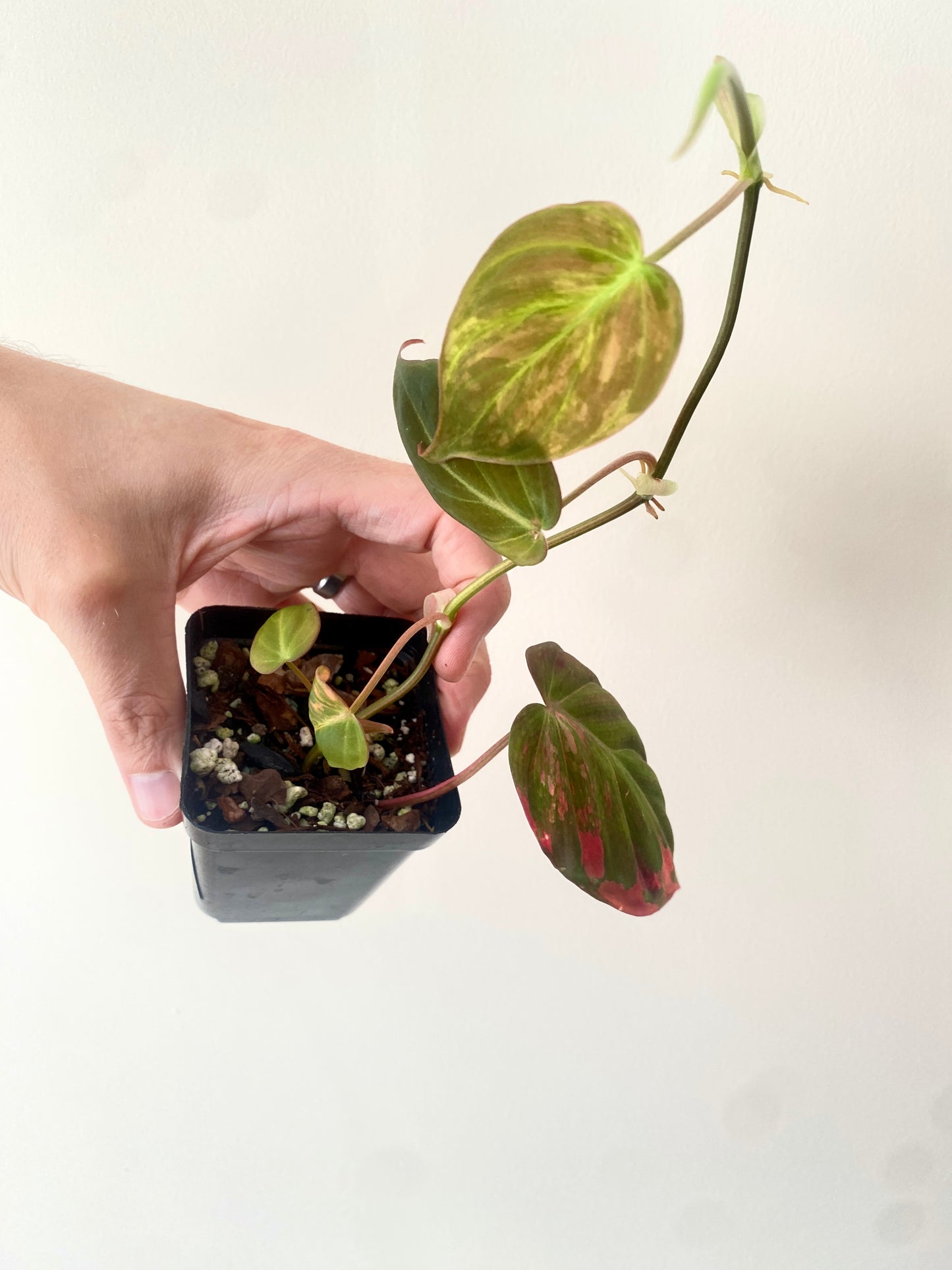 Philodendron Micans variegata | 7 cm pot [A]