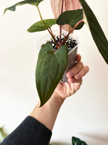 Anthurium RVDP (self) mint variegated | 7 cm pot [B]
