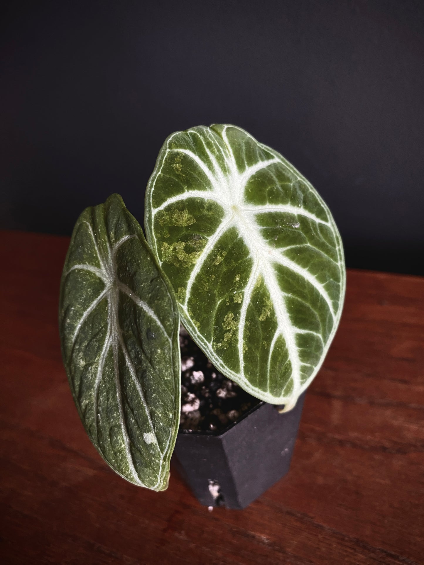 Alocasia Ninja aurea splash | 5 cm pot