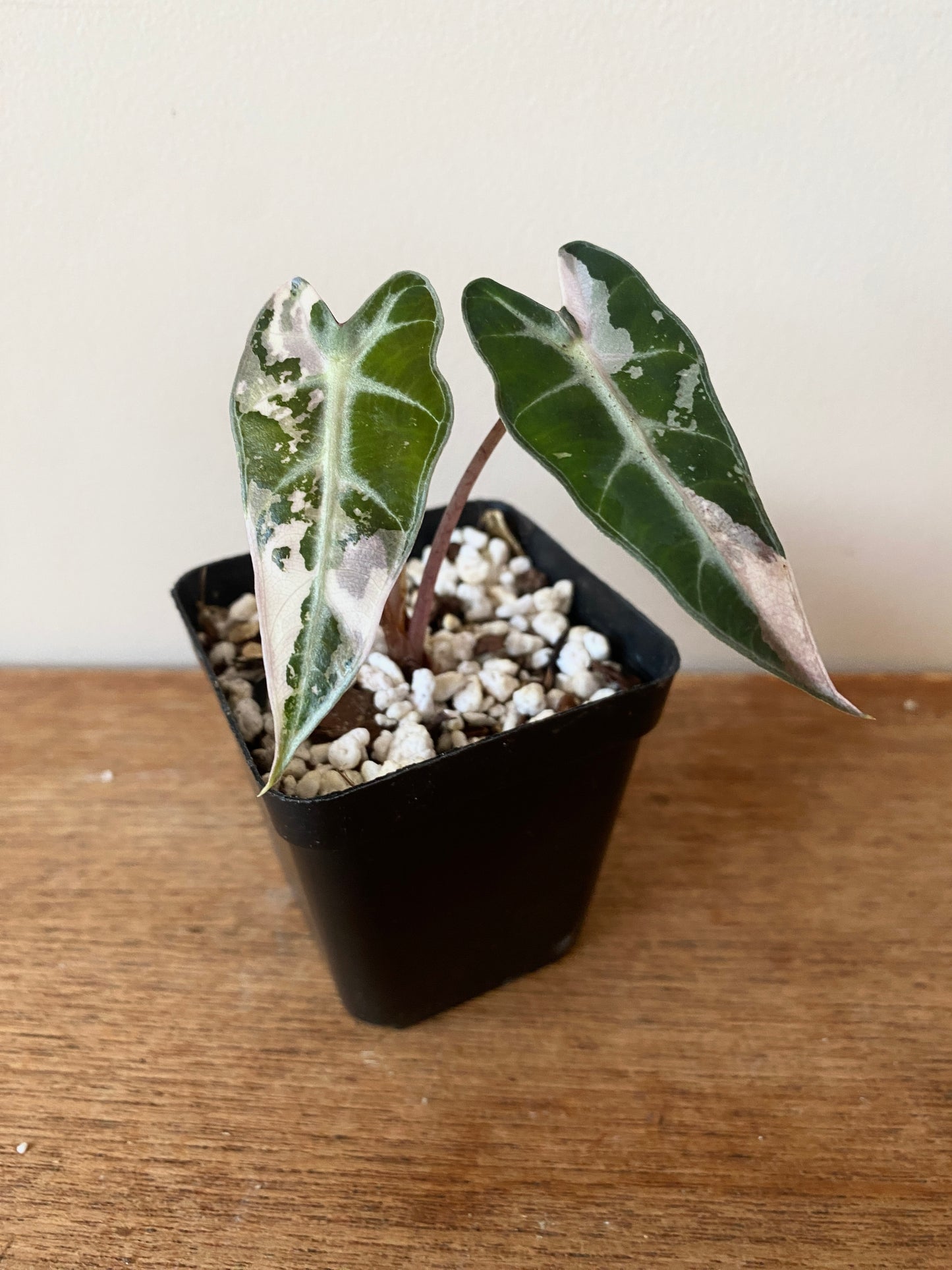 Alocasia Bambino Pink variegata | 7 cm pot