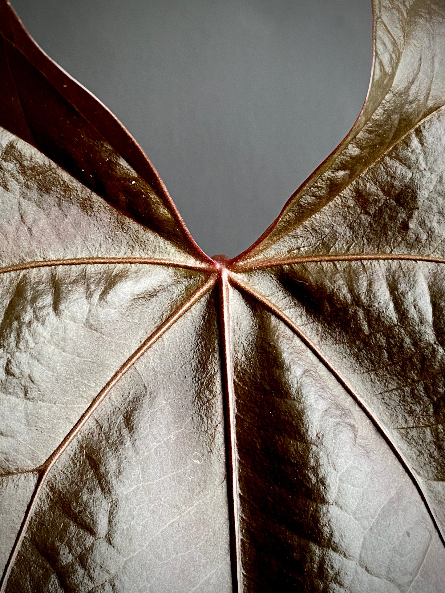 Anthurium Queen of Hearts | 12 cm pot (B)