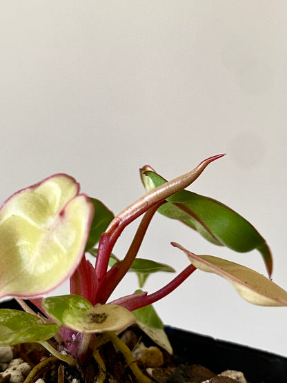 Philodendron Billietiae variegated | 7 cm pot
