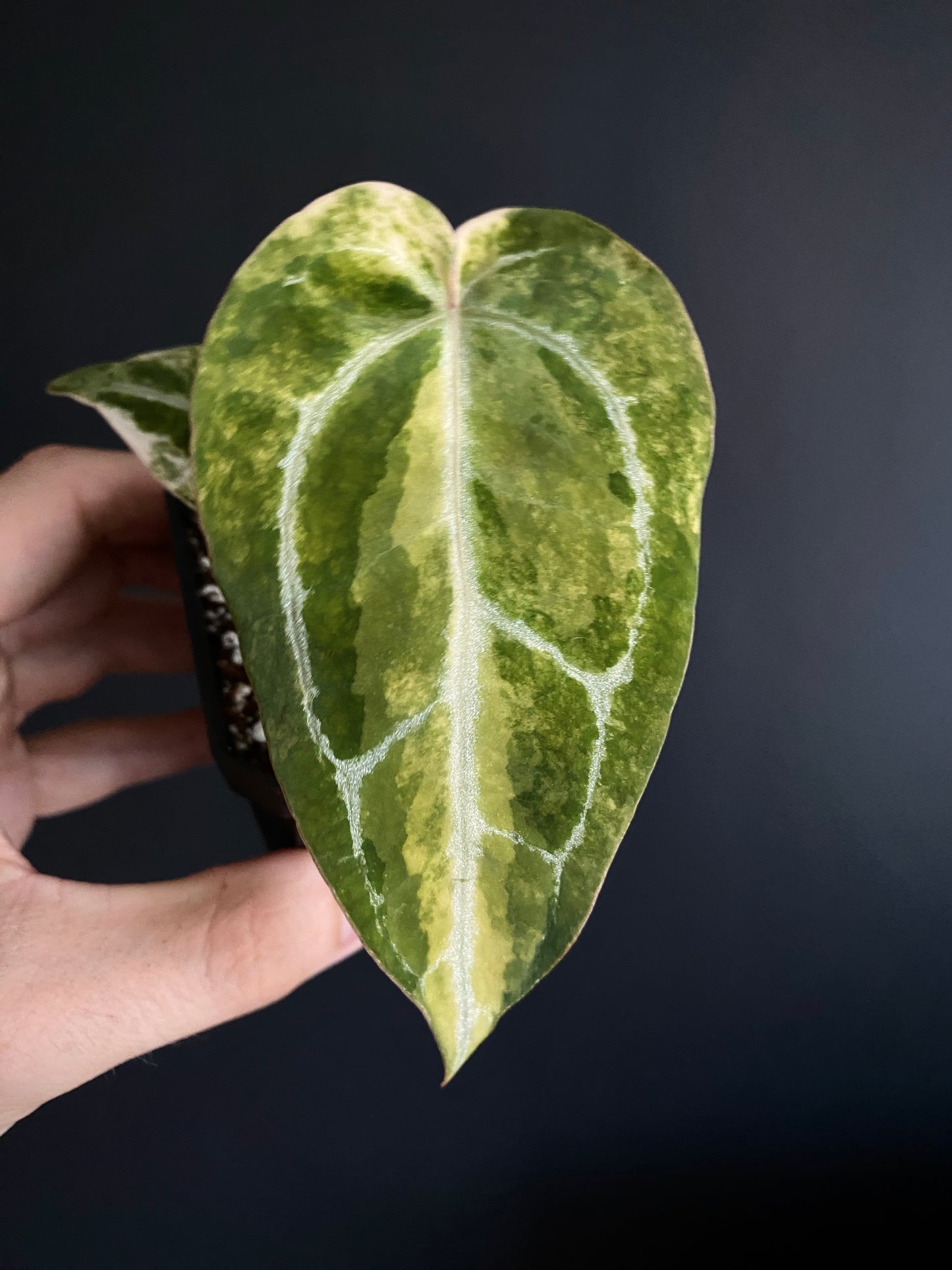 Anthurium Pap.Crystal var X Tezula Red Crystallinum | 7 cm pot [C]