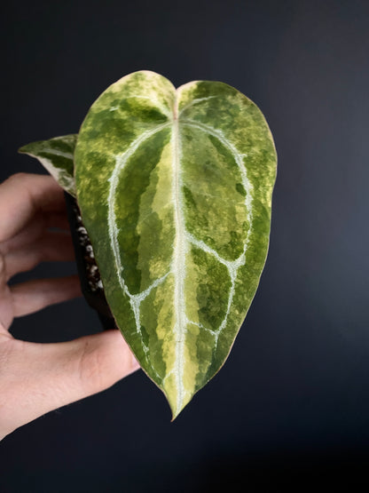 Anthurium Pap.Crystal var X Tezula Red Crystallinum | 7 cm pot [C]