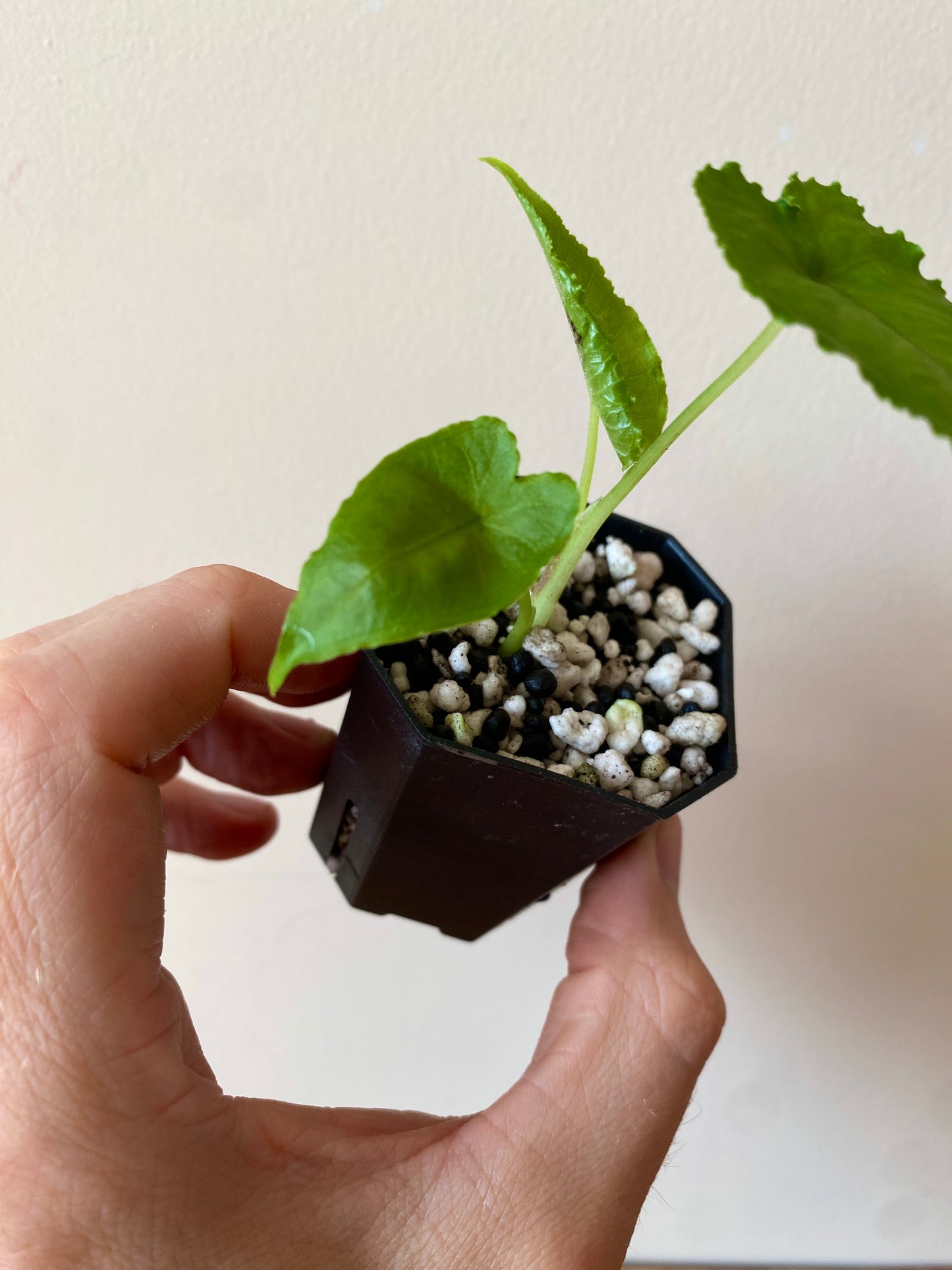 Alocasia Olanii | 5 cm pot [A]
