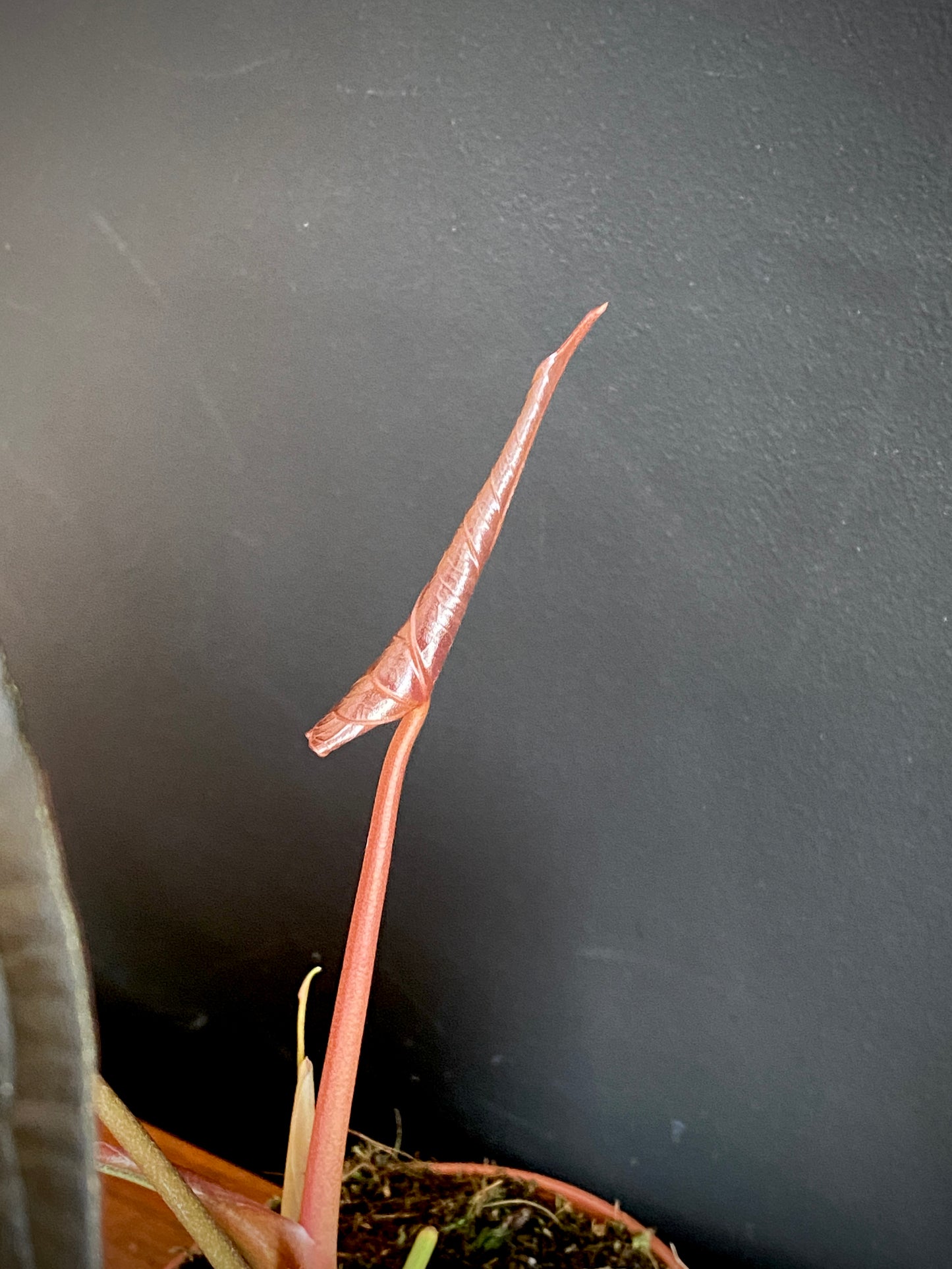 Anthurium Queen of Hearts | 12 cm pot (C)