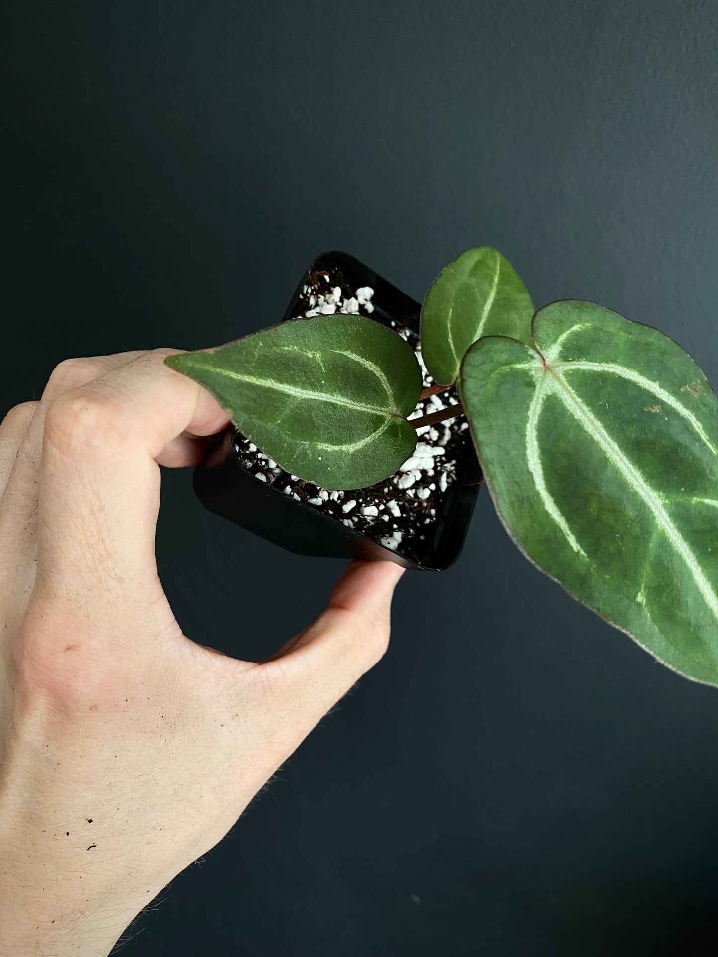 Anthurium Carlablackiae AU2 X Michelle x Zara | 7 cm pot