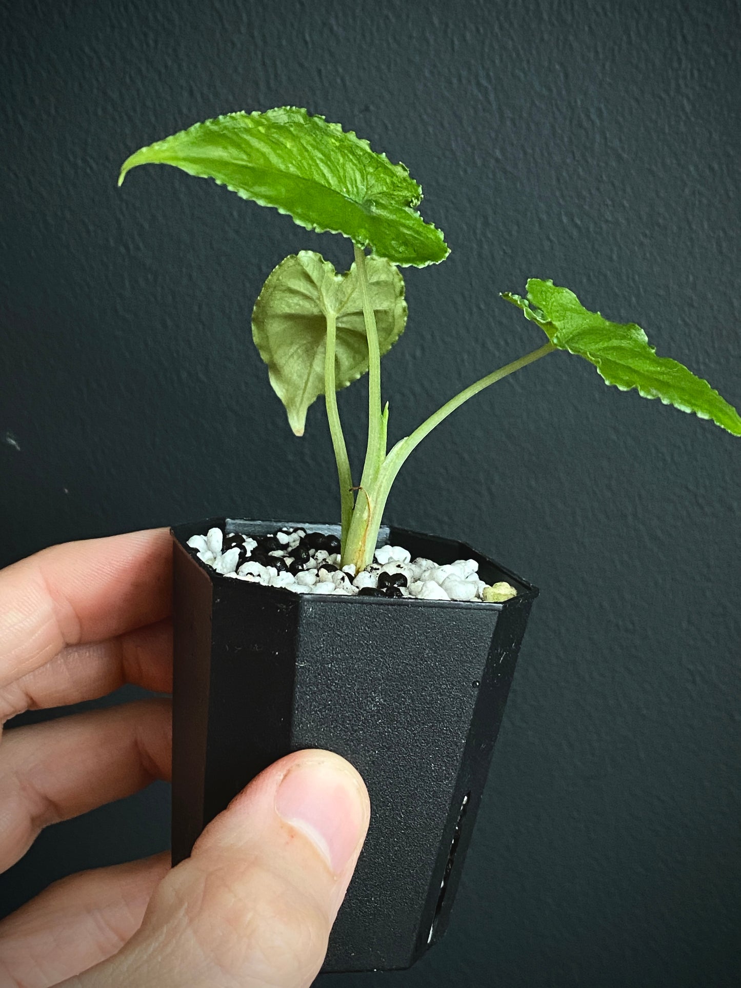 Alocasia Olanii | 5 cm pot [B]